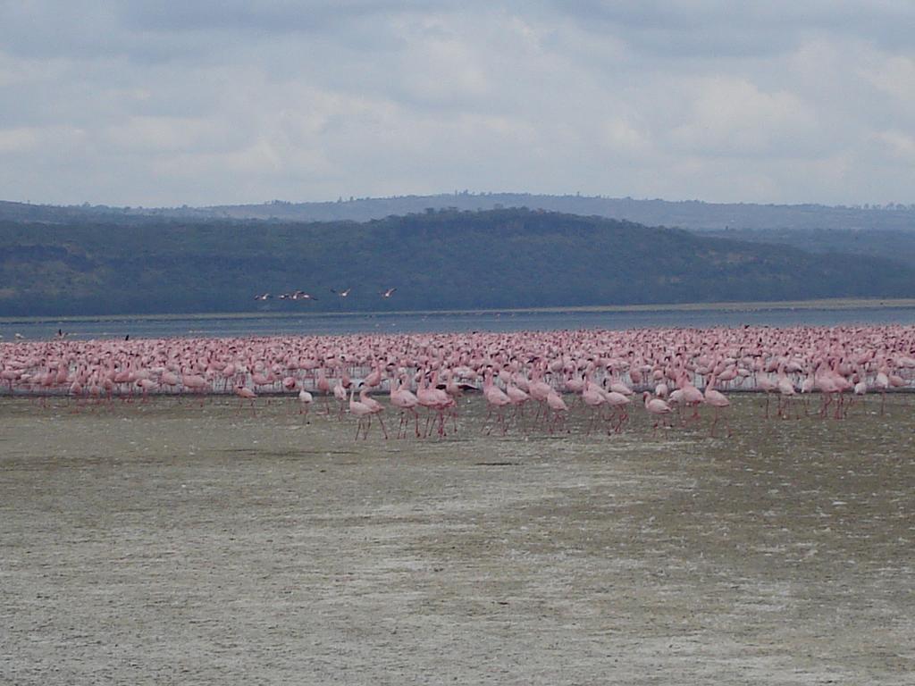 Flamingos beim Lake Nakuru